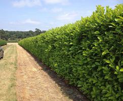 Elveden Instant Hedge - Prunus laurocerasus