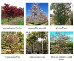 Practicality Brown: Top 10 trees for smaller gardens