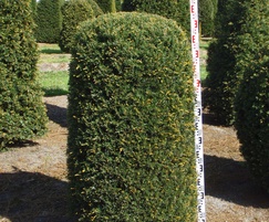 Taxus baccata 150 175 beehives2