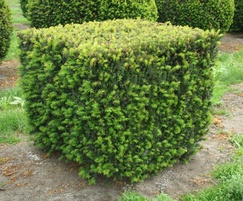 Taxus baccata cube 1m