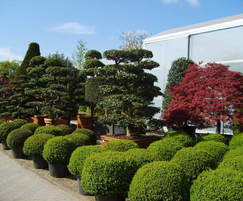 Wide range of Topiary and formal plants