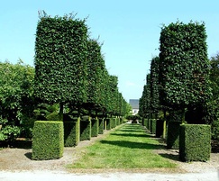 architectural trees