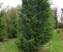 Large Conifers to 7m
