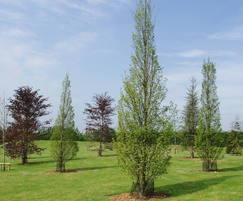 Semi mature trees planted in a private garden