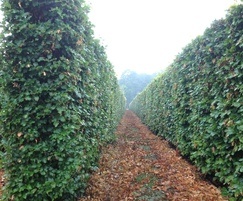 Beech hedges