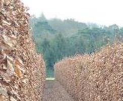 UK Grown Beech Instant Hedge 1.8m high autumn