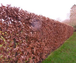 Fagus sylvatica instant hedge