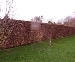 Beech instant hedge planted on site