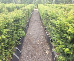 Practical Instant Hedge; Yew