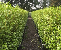 Practical Instant Hedge; Griselinia