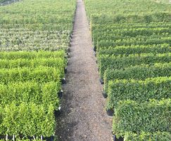 Practical Instant Hedge; growing at Iver nursery