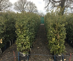 Practical Instant Hedge; Quercus ilex