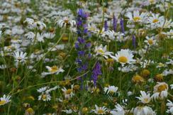 Bee-friendly wildflower meadows have all but disappeare