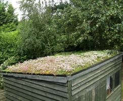 Sedum green roof kit used on a shed