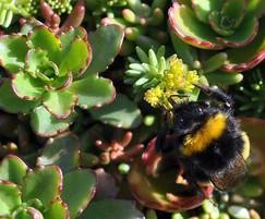 Enviromat sedum matting attracts bees