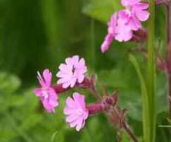 Red campion, a native plant suitable for shade