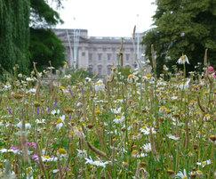 Meadowmat Wild Flower Mat flourishes in St James's Park