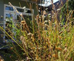 Meadowmat seedheads are beginning to form, mid-July