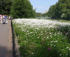 Meadowmat blooming in St James's Park summer 2016