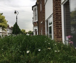 Daisies and campions blooming in SE London