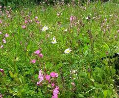 Meadowmat in bloom. A sight that Tudor Scots would know