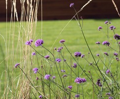 Soft planting brought to life by lawn behind