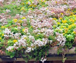 Green roof flourishes with Enviromat Sedum Fertiliser