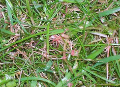 An example of Red Thread Disease in a lawn