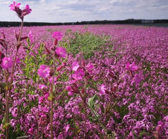 Meadowmat wildflower matting - pink