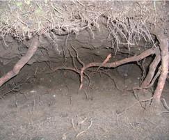 Root investigation with Air Spade
