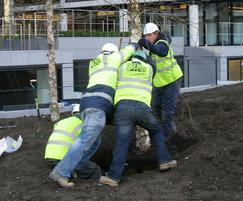 Tree transplanting services