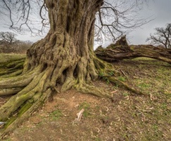 Ancient hornbeam tree at Hatfield forest