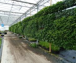 Green wall plants contract grown at Palmstead