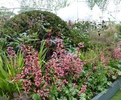 Palmstead Nurseries: Plants for award-winning RHS Chelsea gardens