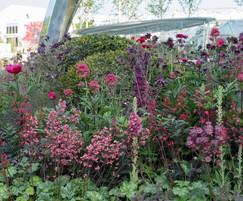 Shrubs and perennials, Positively Stoke-on-Trent garden