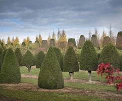 Taxus baccata topiary