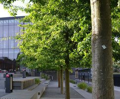 Trees for Oxford Brookes University campus, Oxford