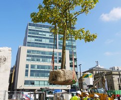 Large tree being installed at St Peter's Square