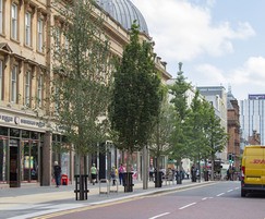 28 mature trees planted in Glasgow