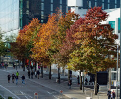 GreenBlue Urban Ltd: ArborAdvance - the first urban tree health warranty