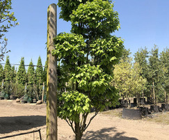 Pleached trees | Ladybrook Nursery | ESI External Works