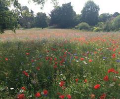 UK native wildflower mixtures