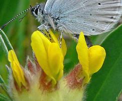 Small Blue butterfly feeding on Kidney Vetch