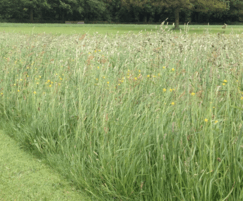 RE1 traditional hay meadow