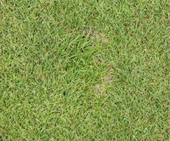 Bespoke Germinal A10 grass seed mixture for golf course