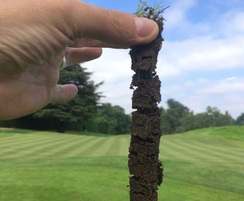 Deep roots just six weeks after seeding