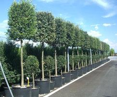 Container Grown Trees | Europlants | ESI External Works