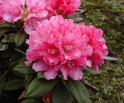 Rhododendron Hybride Colibri