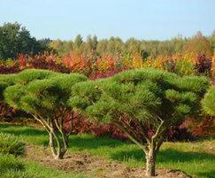 Pinus densiflora Pumilia - umbrella form