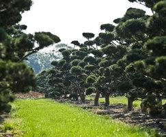 Pinus nigra - large bonsai